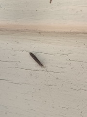 Leptocerus americanus