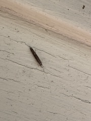 Leptocerus americanus