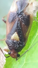 Tropidosteptes pettiti