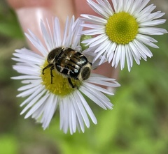Trichiotinus affinis
