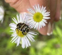 Trichiotinus affinis