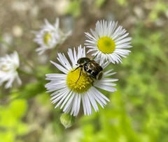 Trichiotinus affinis