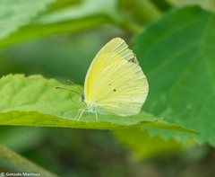 Pyrisitia nise floscula