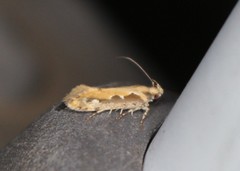 Ornativalva erubescens