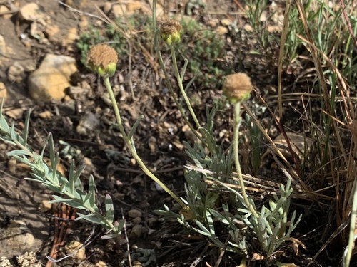 Laramie chickensage (Sphaeromeria simplex)