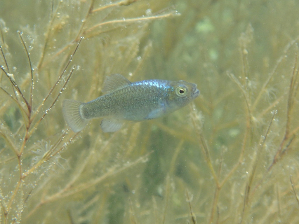 Durophage Pupfish