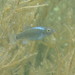 Durophage Pupfish - Photo (c) Christopher Martin, some rights reserved (CC BY-NC), uploaded by Christopher Martin
