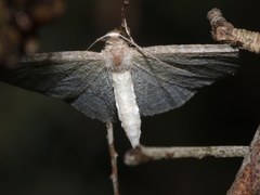 Poecilasthena pulchraria