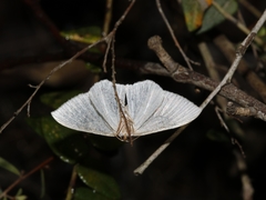 Poecilasthena pulchraria