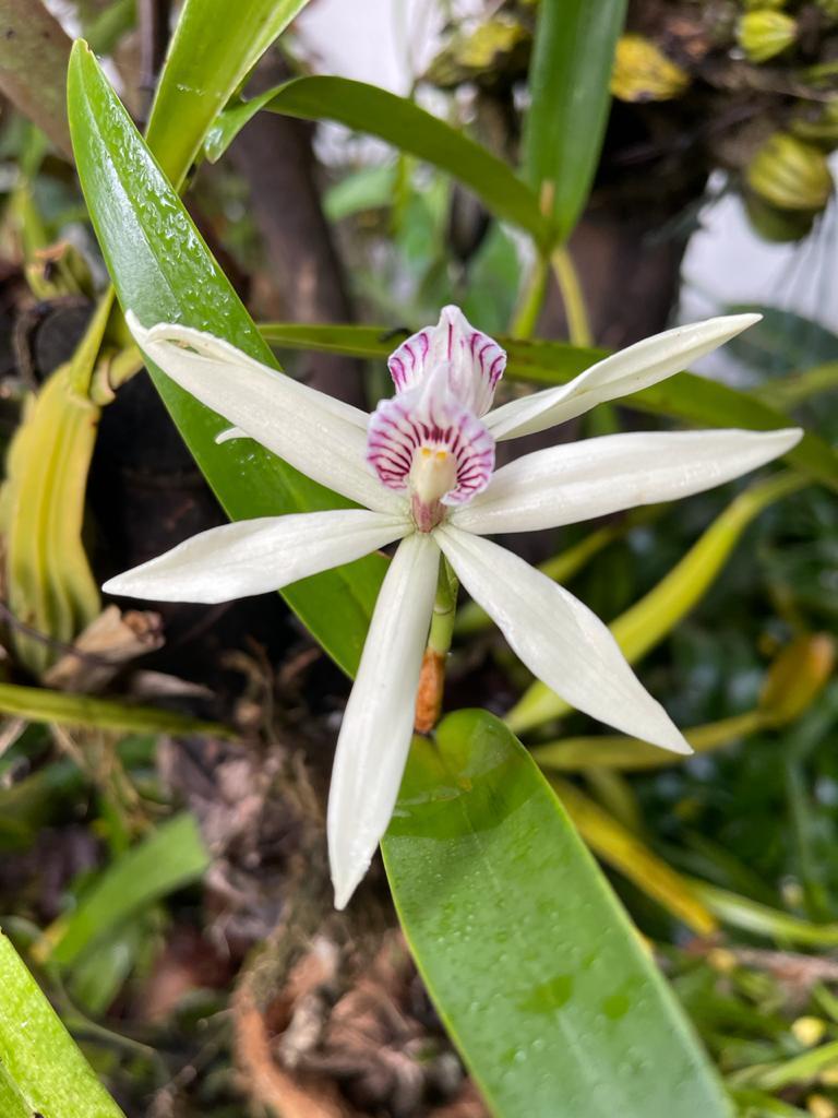 Prosthechea baculus