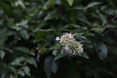 Abelia chinensis