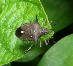 Proxys albopunctulatus