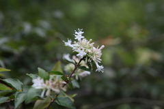 Abelia chinensis