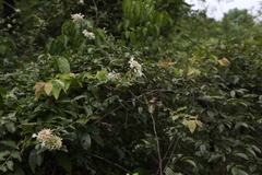 Abelia chinensis