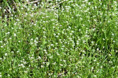 Thlaspi arvense