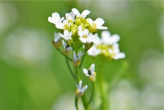 Thlaspi arvense