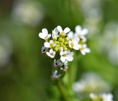 Thlaspi arvense