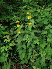 Lysimachia punctata