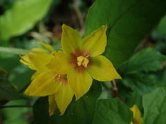 Lysimachia punctata