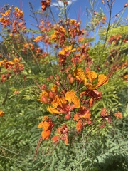 Caesalpinia
