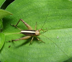 Eneoptera