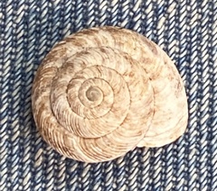 Anguispira strongylodes