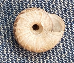 Anguispira strongylodes