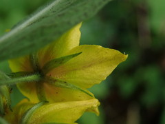 Lysimachia punctata