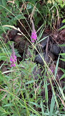 Lythrum salicaria