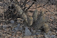 Thelocactus hastifer