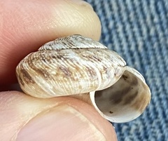 Anguispira strongylodes