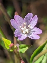Epilobium montanum