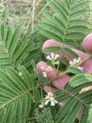Acaciella angustissima, photograph Brand R, CC BY, iNaturalist via GBIF