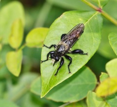 Laphria divisor