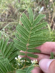 Acaciella angustissima, photograph Brand R, CC BY, iNaturalist via GBIF