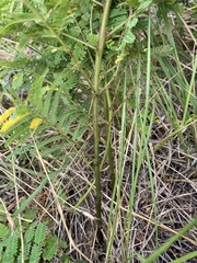 Acaciella angustissima, photograph Brand R, CC BY, iNaturalist via GBIF