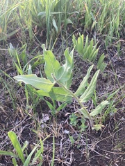 Asclepias lanuginosa