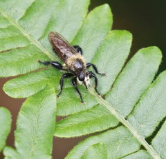 Laphria flavicollis