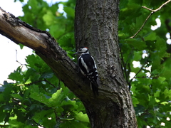Dendrocopos major
