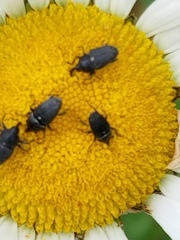 Odontocorynus salebrosus