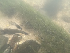 Podostemum ceratophyllum