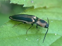 Megapenthes limbalis
