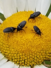 Odontocorynus salebrosus