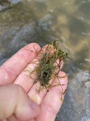 Podostemum ceratophyllum