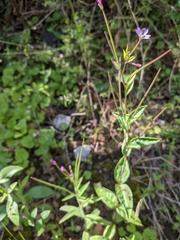 Epilobium montanum