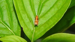 Ancylis apicana