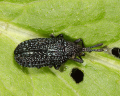 Microrhopala excavata