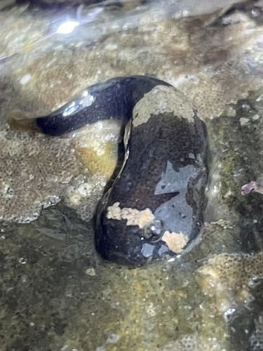 California clingfish (Gobiesox rhessodon) — Gobiesocidae — 5