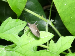 Proxys albopunctulatus
