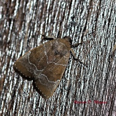 Hampsonodes mastoides
